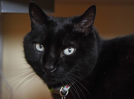 Black cat with a stareの写真素材