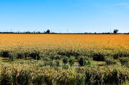 Delta del Ebro, Spain - September 08, 2019: The Ebro Delta is the Delta region of the river Ebro, in Catalonia, in the province of Tarragona.の写真素材