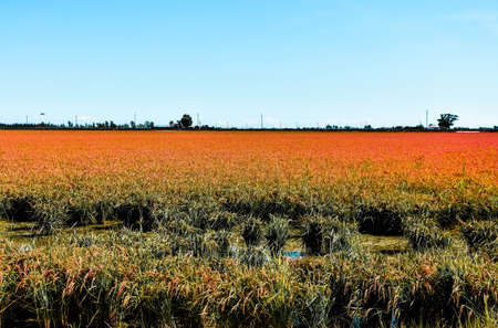 Delta del Ebro, Spain - September 08, 2019: The Ebro Delta is the Delta region of the river Ebro, in Catalonia, in the province of Tarragona.の写真素材
