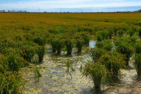 Delta del Ebro, Spain - September 08, 2019: The Ebro Delta is the Delta region of the river Ebro, in Catalonia, in the province of Tarragona.の写真素材