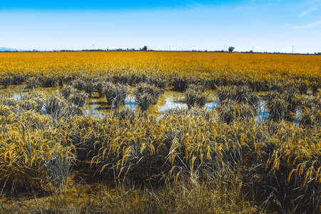 Delta del Ebro, Spain - September 08, 2019: The Ebro Delta is the Delta region of the river Ebro, in Catalonia, in the province of Tarragona.の写真素材