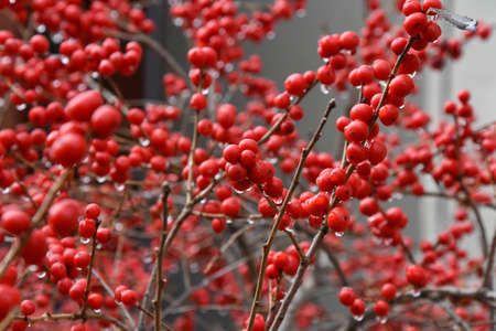 Cotoneaster is one of the woody plants of the RosÃ cia familyの写真素材