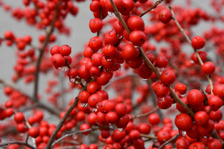 Cotoneaster is one of the woody plants of the RosÃ cia familyの写真素材