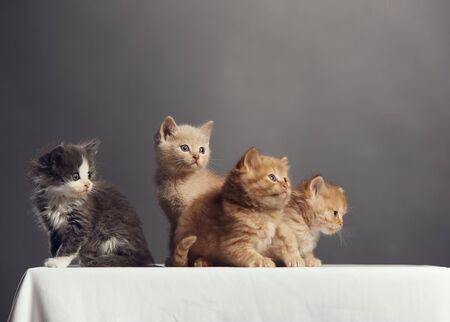 Portrait of young cats' group . Studio shot.の写真素材
