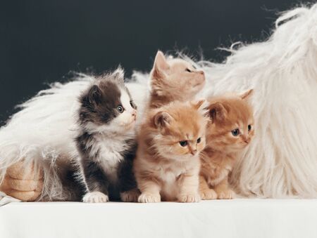 Portrait of four kittens. Studio shot.の写真素材