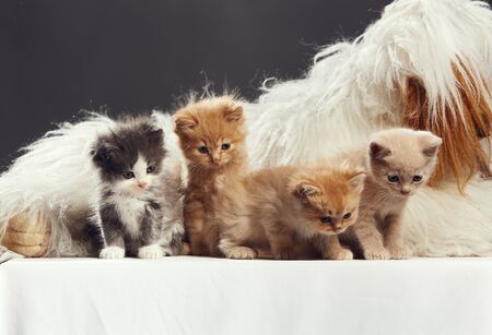 Portrait of four kittens. Studio shot.の写真素材