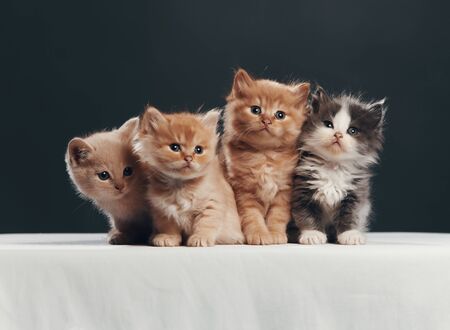 Portrait of four kittens. Studio shot.の写真素材