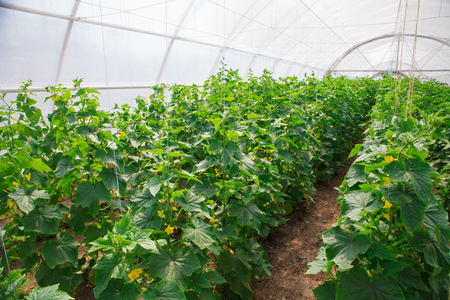 growing of cucumber in greenhouseの写真素材