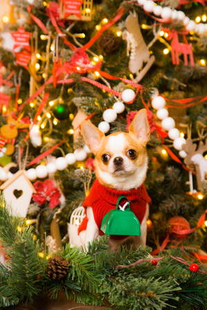 Chihuahuas in a red dress sitting on the background of Christmas trees. Green bell on the neck of a dog. The next year's new year 2018の写真素材