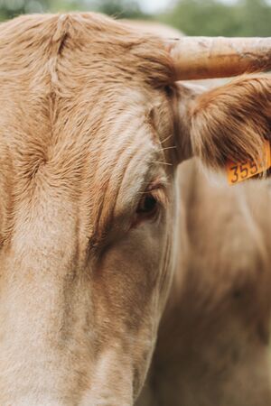 head shot of a cow in a fieldの写真素材