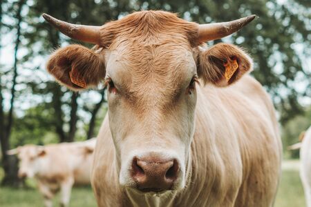 Portrait of cow in a fieldの写真素材