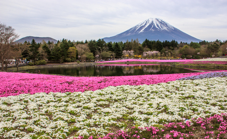 Various colored moss phlox (shiba-sakura) fields carpeting the forefront of Mountain Fujiのeditorial素材