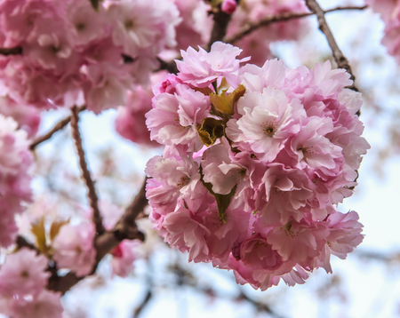 Close-up beautiful pink cherry blossom flowers in during the spring season in Japanの写真素材