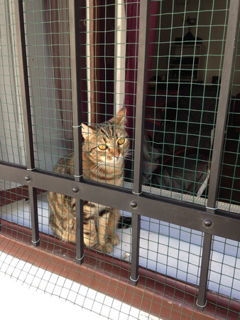 young cat want to play outside cageの写真素材