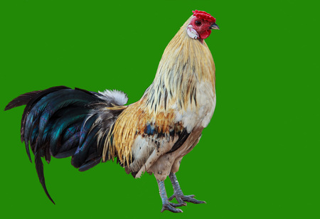 a full body of white brown hen standing, isolated on green background. Use for livestock and farm themes.の写真素材
