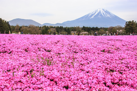 KAWAGUCHIKO, JAPAN-MAY 07,2017: Tourists enjoy the view of beautiful pink moss phlox or shiba-sakura fields in shibazakura festival in front of Mount Fuji, Fujikawaguchiko, Minamitsuru, Yamanashi, Japanのeditorial素材