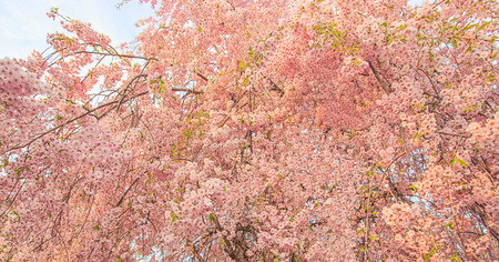 Beautiful pink cherry blossom flowers tree during the spring season in Japanの写真素材