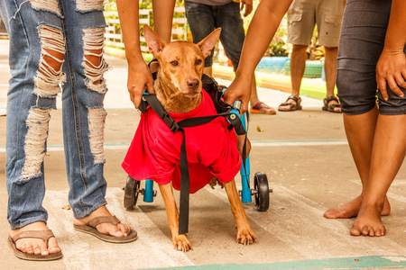 Hind-legged disabled dog hesitates to begin his first run after receiving dog wheelchair.の写真素材