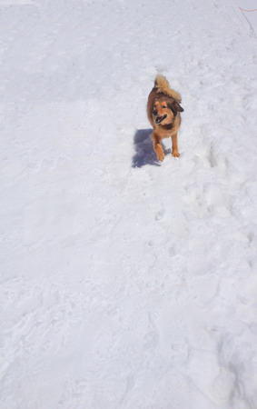 A cute brown dog looking back waiting for its owner to mountain walking trailの写真素材