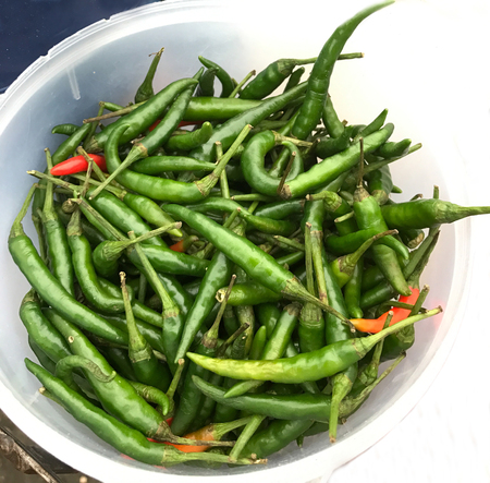 Cayenne pepper, chili spur pepper, long fed pepper, spur pepperの写真素材