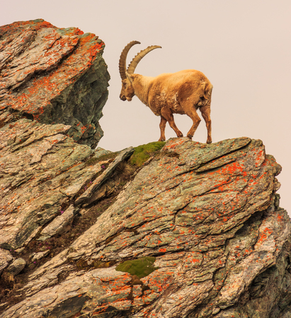 An ibex (capra caucasica) on the Gornergrat mountain cliff, Zermatt, Switzerlandの写真素材