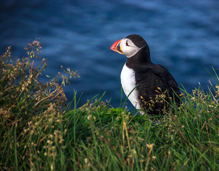 Puffin bird standing on the perch of rocky cliff on a sunny day at Latrabjarg, Iceland, Europe.の写真素材