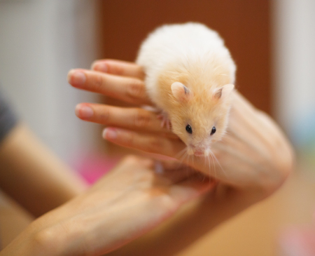 Cute Orange and White Syrian or Golden Hamster (Mesocricetus auratus) climbing on girl's hand. Taking Care, Mercy, Domestic Pet Animal Concept.の写真素材