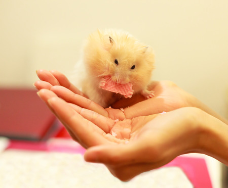 Front view of Cute Orange and White Syrian or Golden Hamster (Mesocricetus auratus) eating snack food on girl's hand. Taking Care, Mercy, Domestic Pet Animal Concept.の写真素材