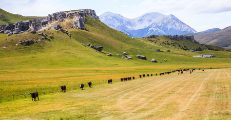 Top Tourist Natural attractions and activities,  Majestic Panoramic Limestone Formation Boulders Landscape Castle Hill View and farm cattle, South Island, New Zealand.の写真素材