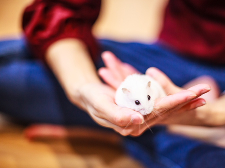 Cute Winter White Dwarf Hamster on the owner hand is being fed with pet food. The Winter White Hamster is also known as the Winter White Dwarf, the Djungarian or the Siberian Hamster.の写真素材