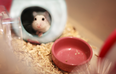 Cute Winter White Dwarf Hamster head out of her house asking for pet food. The Winter White Hamster is also known as the Winter White Dwarf, the Djungarian or the Siberian Hamster.の写真素材