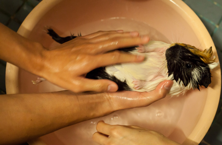 selective focus on white, black, orange brown guinea pigs taking a bath in the bath tub. The domestic guinea pig, also known as domestic cavy or simply cavy, is a species of rodent.の写真素材