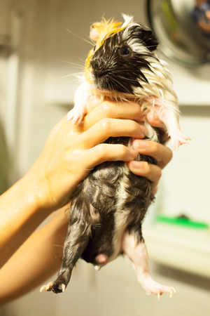selective focus on white, black, orange brown guinea pigs taking a bath in the bath tub. The domestic guinea pig, also known as domestic cavy or simply cavy, is a species of rodent.の写真素材