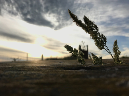 wild grass flower on old rustic mossy wooden table in the morning dawn light background. Relaxing moment concept.の写真素材