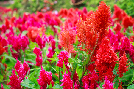 varieties of colorful Celosia Plumosa flower, commonly known as the plumed cockscomb or silver...