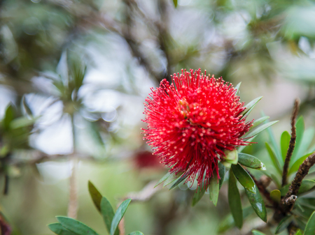 Mimosa Pudica (sensitive plant, sleepy plant, shameplant, shy plant, touch me not) is showing red blooming flower, known for its rapid plant movement as closes during darkness and reopens in light.の写真素材