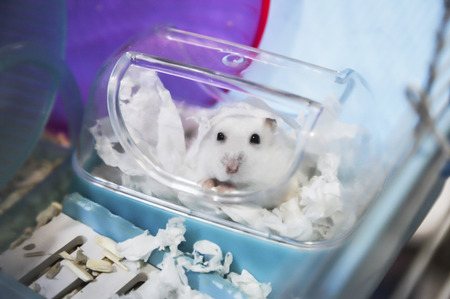 cute winter white hamster pet animal dressing with shredded white tissue paper as mummy in disguise for festive Halloween holiday. Human friend, pet love care, animal costume, surprise trick concept.の写真素材