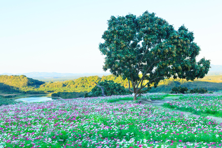 Beautiful and colorful view of natural summer cosmos wild flowers field in mountain lake landscape background. Cosmos bipinnatus (garden cosmos or Mexican aster) is ornamental flowering garden plant.の写真素材
