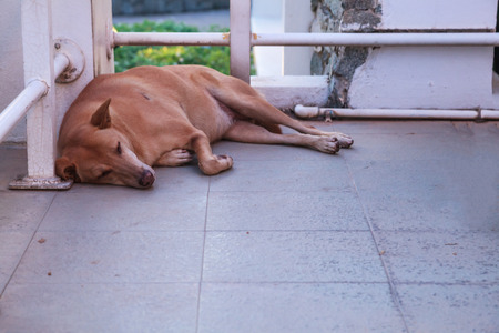 a brown stray street dog sleeping on the floor at the corner of building. Animal Donation Campaign, Protection, Adoption, Life, Sympathy concept.の写真素材