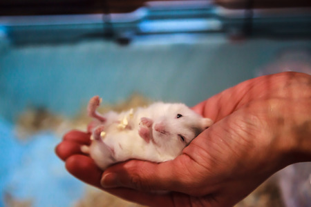 Cute Baby Tricolor Female Exotic Winter White Dwarf Hamster lying comfortably in owner palm hand. Winter White Hamster is also known as Winter White Dwarf, Djungarian or Siberian Hamster.の写真素材