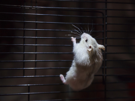 Cute Playful Little Winter White Dwarf Hamster (Winter White Dwarf, Djungarian, Siberian Hamster) climbing on cage in dark background in search of freedom, Fleeing. Human pet friend, animal conceptの写真素材