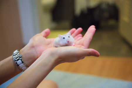 Cute Exotic Female Winter White Dwarf Hamster standing on owner palm hands. Winter White Hamster is known as Winter White Dwarf, Djungarian or Siberian Hamster. Pet health care, human friend concept.の写真素材