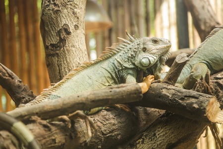 Green iguana (Iguana iguana), also known as American iguana, is a large, arboreal,  lizard. Found in captivity as a pet due to its calm disposition and bright colors. Exotic Pet Care, Wildlife, Animalの写真素材