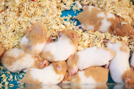 Cute innocent baby brown and white Syrian or Golden Hamsters sleeping on sawdust material bedding. Pet care, love, rodent animal farming, human friend or companion and leisure activities concept.の写真素材