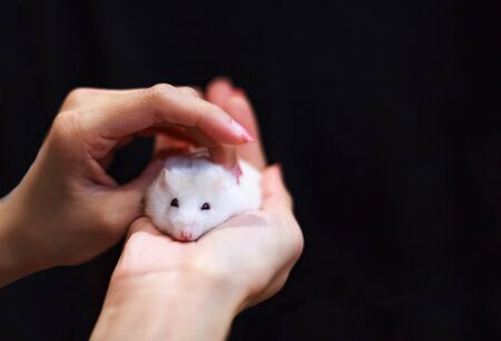 Selective Focused Cute Little Female Winter White Dwarf or Siberian Hamster caressed on owner hand....