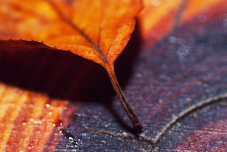 yellow leaf macroの写真素材