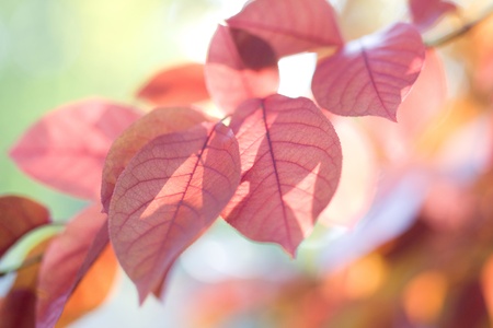 Autumn landscapeの写真素材