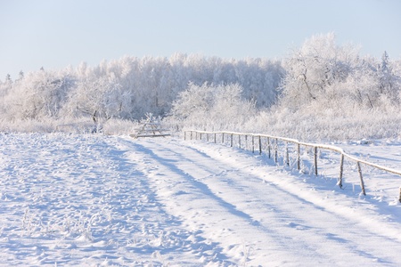 Forest in winterの写真素材