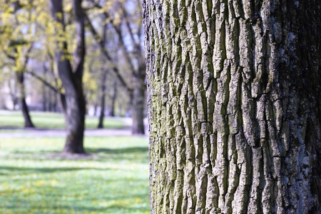 Spring Parkの写真素材