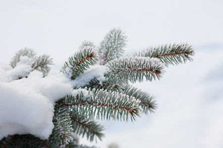 Spruce in the snow on a frosty dayの写真素材